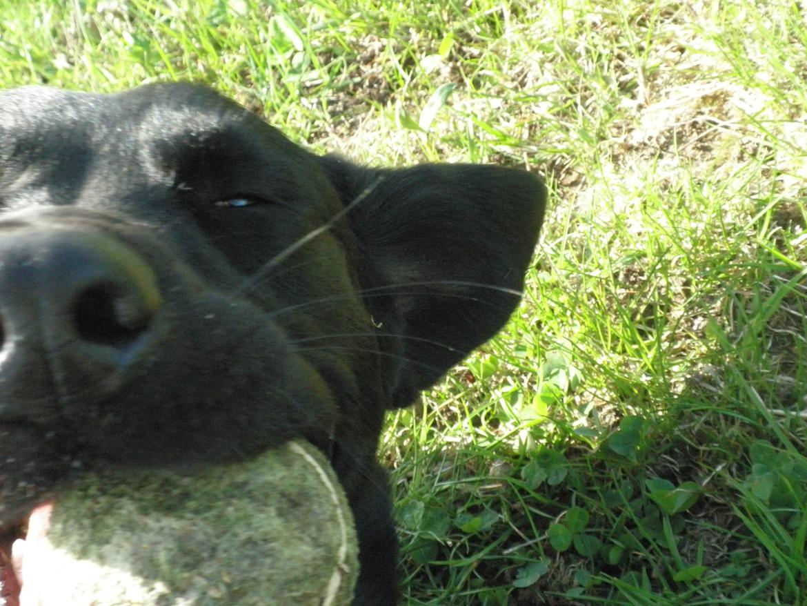 Blanding af racer Sif billede 5