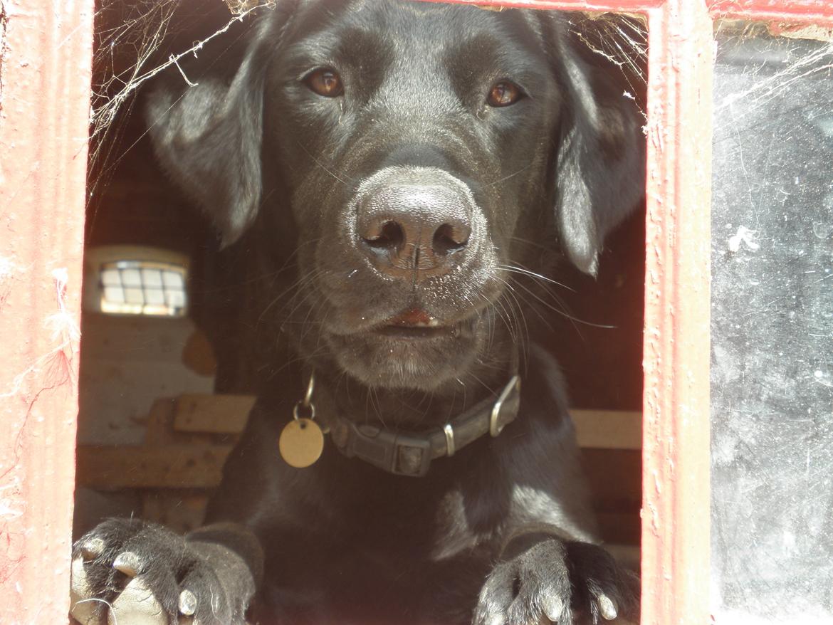 Blanding af racer Sif billede 6