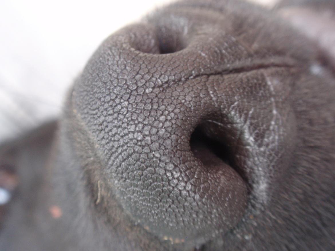 Blanding af racer Sif billede 7