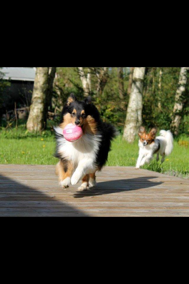Shetland sheepdog Baloo billede 13