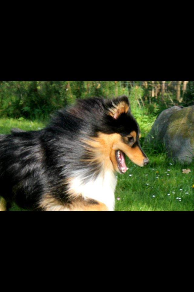 Shetland sheepdog Baloo billede 7