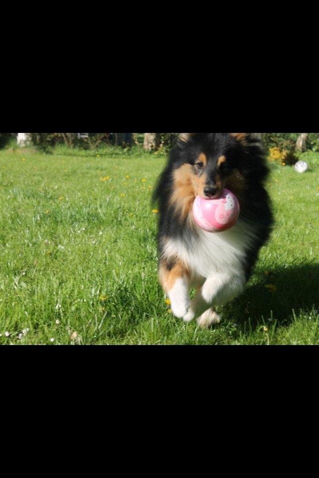 Shetland sheepdog Baloo billede 3