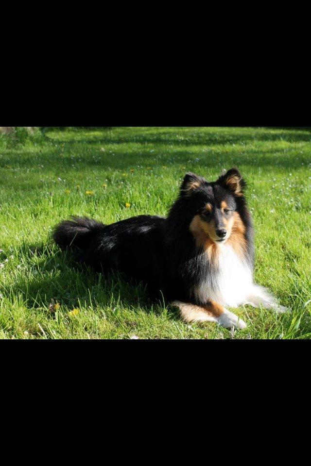Shetland sheepdog Baloo billede 6