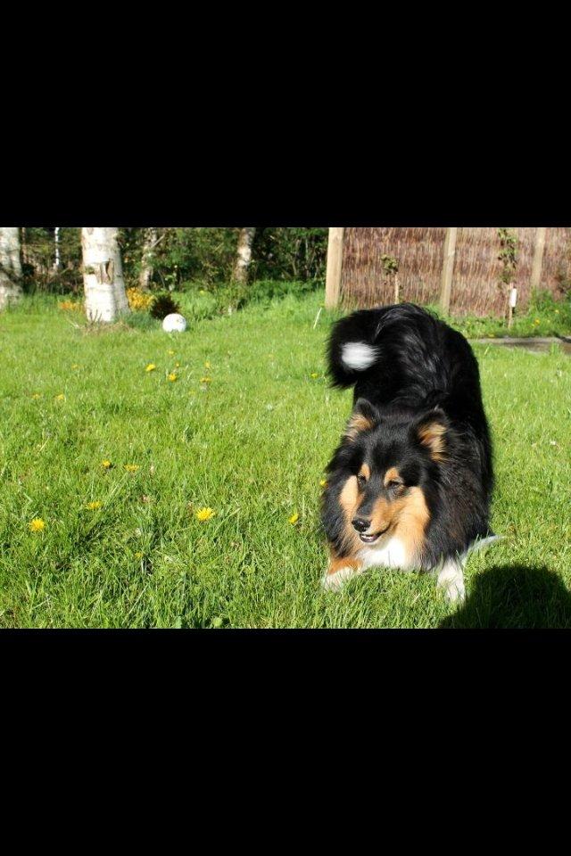 Shetland sheepdog Baloo billede 14