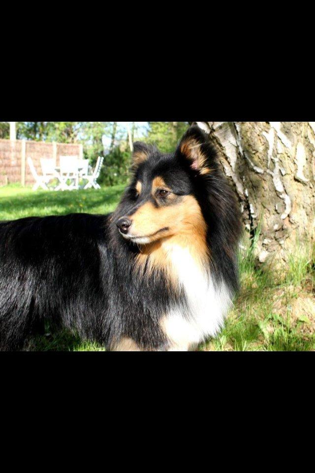 Shetland sheepdog Baloo billede 5