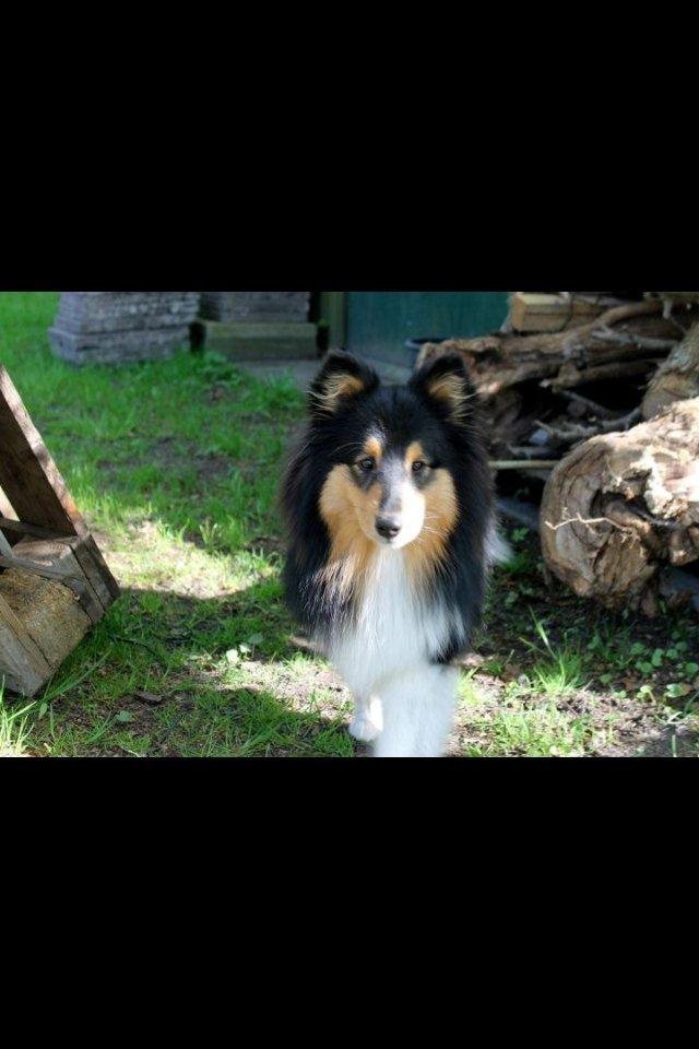 Shetland sheepdog Baloo billede 4