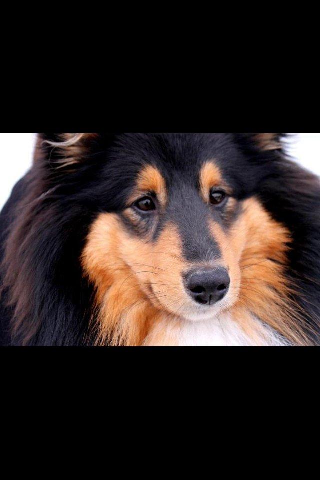 Shetland sheepdog Baloo billede 1