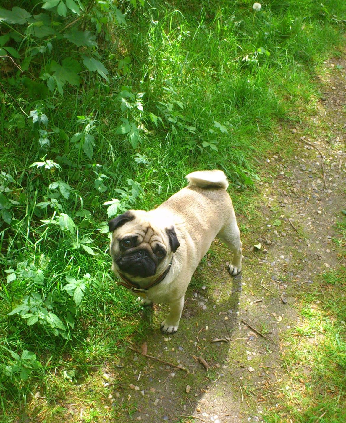 Mops Noah billede 12