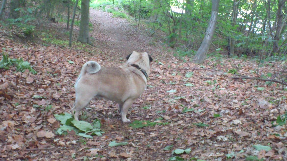 Mops Noah billede 13