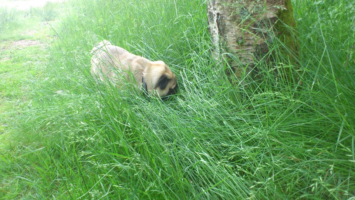 Mops Noah billede 14