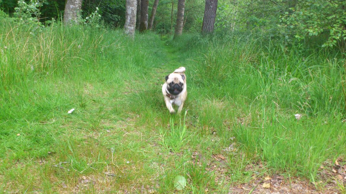 Mops Noah billede 15