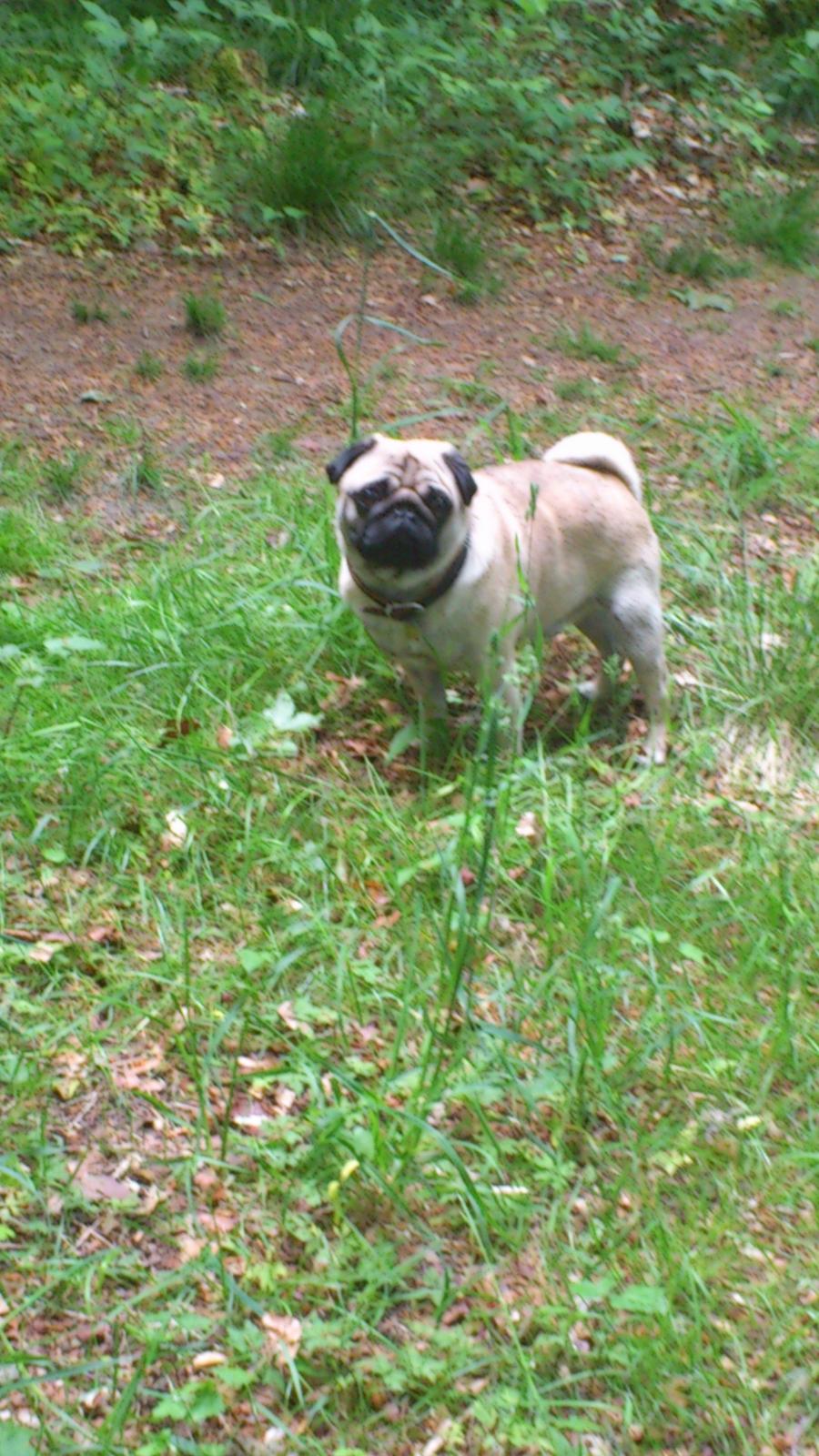 Mops Noah billede 16