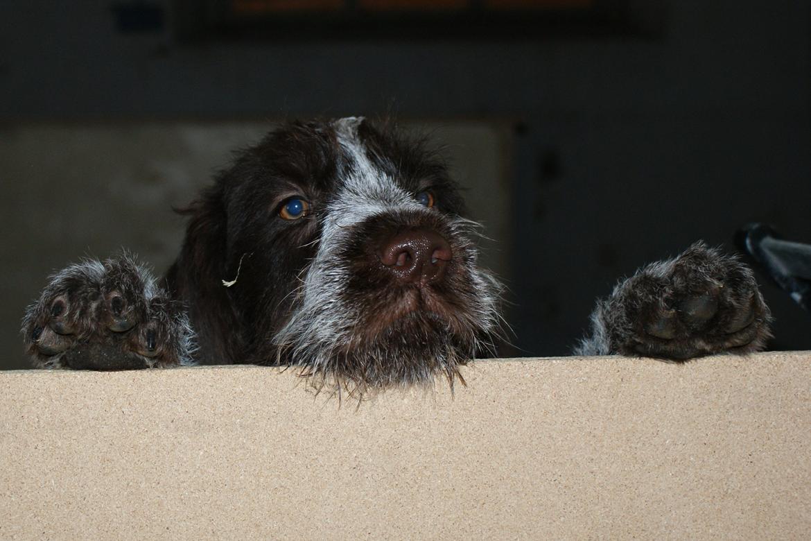 Ruhåret hønsehund Kærholt Vincent (Cody) - 10 uger, han kan lige kigge over kanten af hundegården ;) billede 11