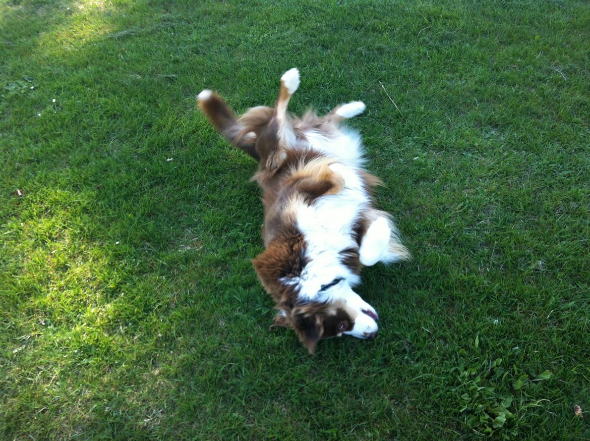 Australian shepherd Aussie billede 13