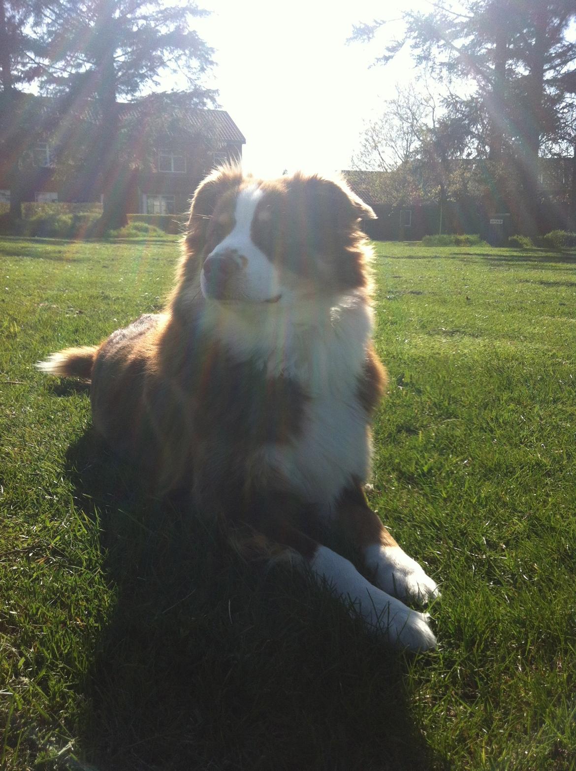 Australian shepherd Aussie billede 9