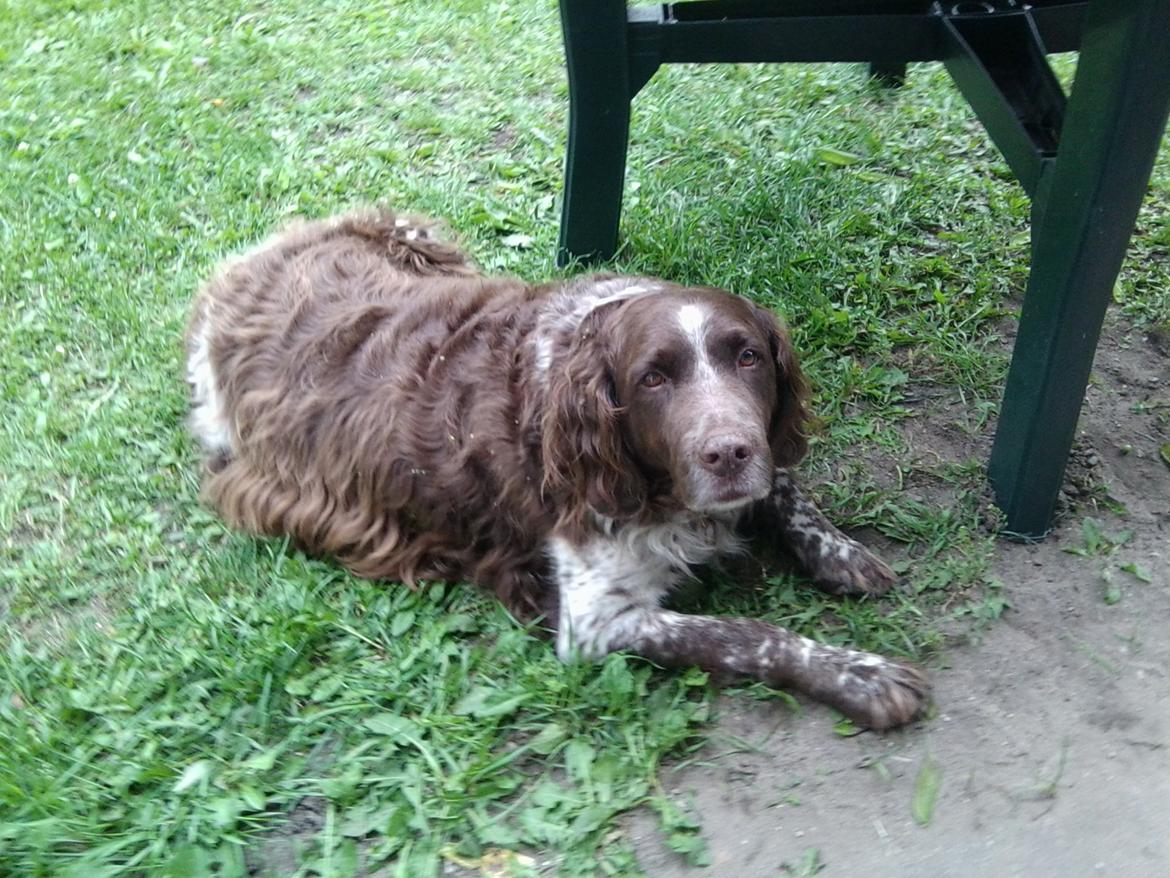 Kleiner münsterländer King R.I.P billede 7