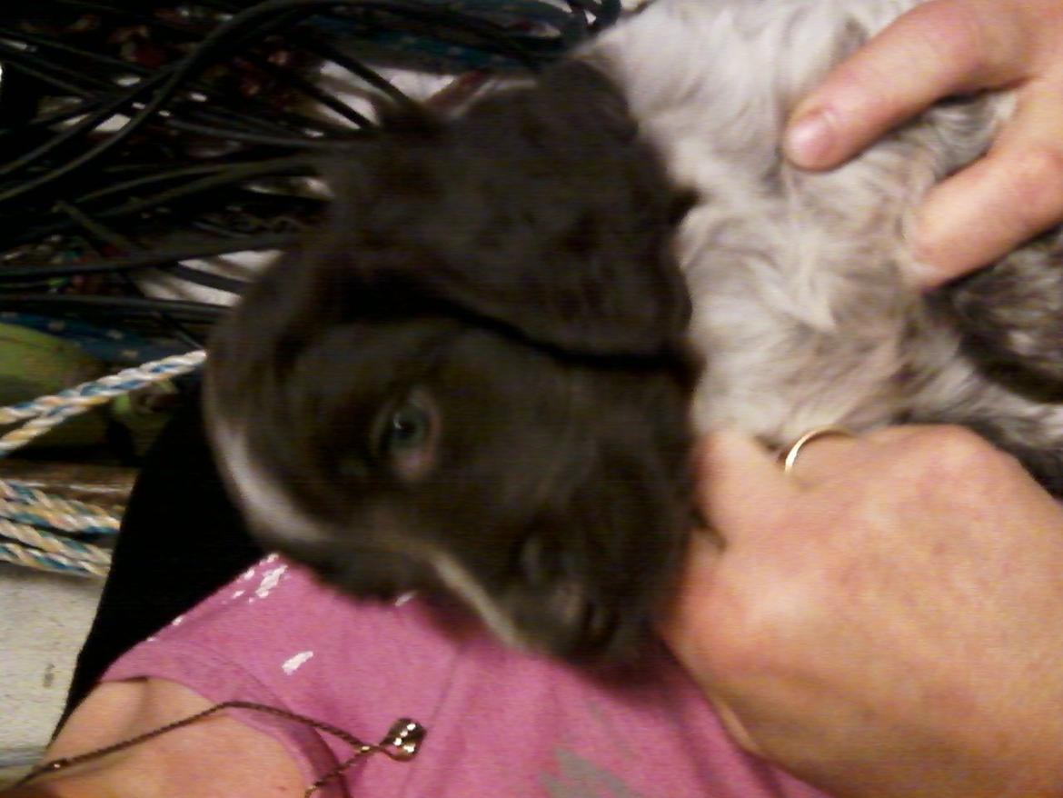 Kleiner münsterländer Sakko billede 2