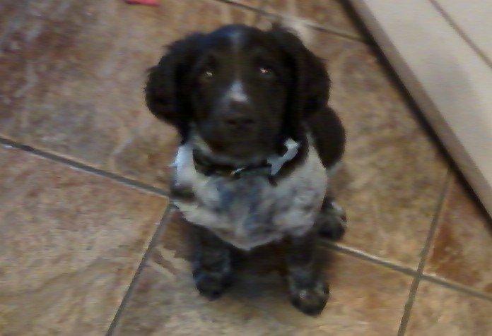 Kleiner münsterländer Sakko billede 3