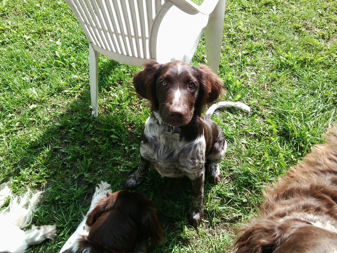 Kleiner münsterländer Sakko billede 4