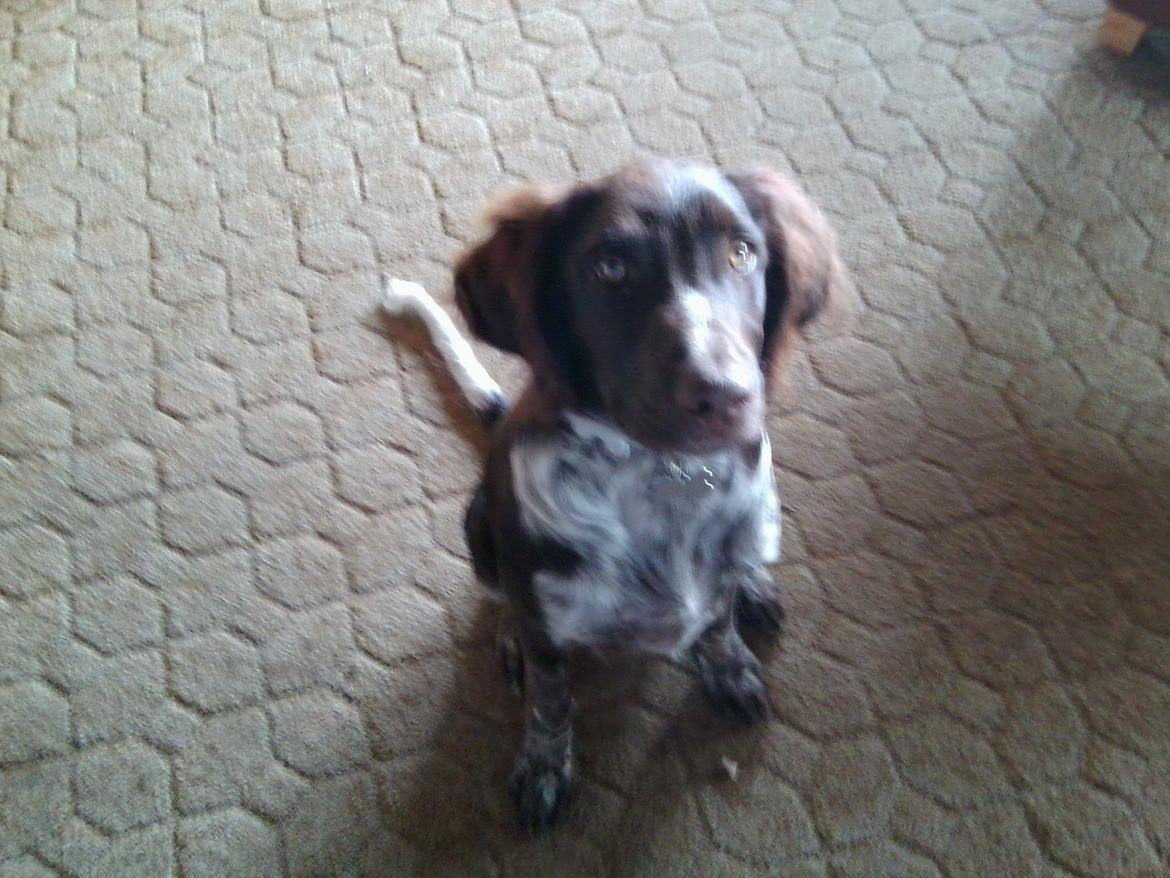 Kleiner münsterländer Sakko - Første dag hjemme:) billede 6