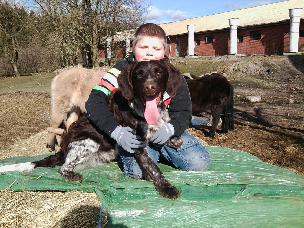 Kleiner münsterländer Sakko - Sakko og lille bror:) billede 7