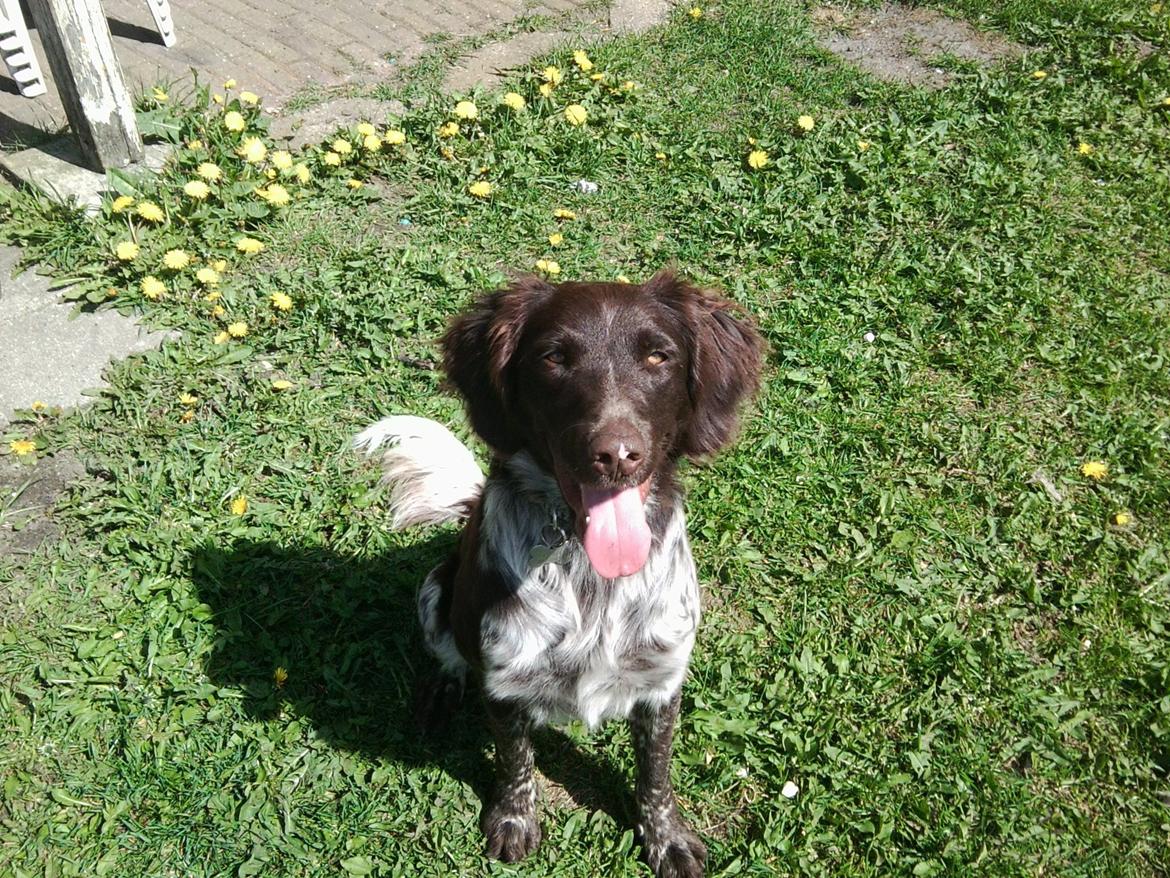Kleiner münsterländer Sakko billede 1