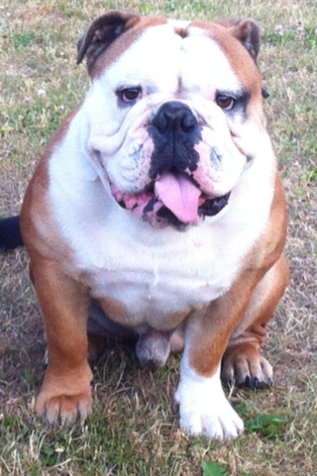 Engelsk bulldog Louis billede 2