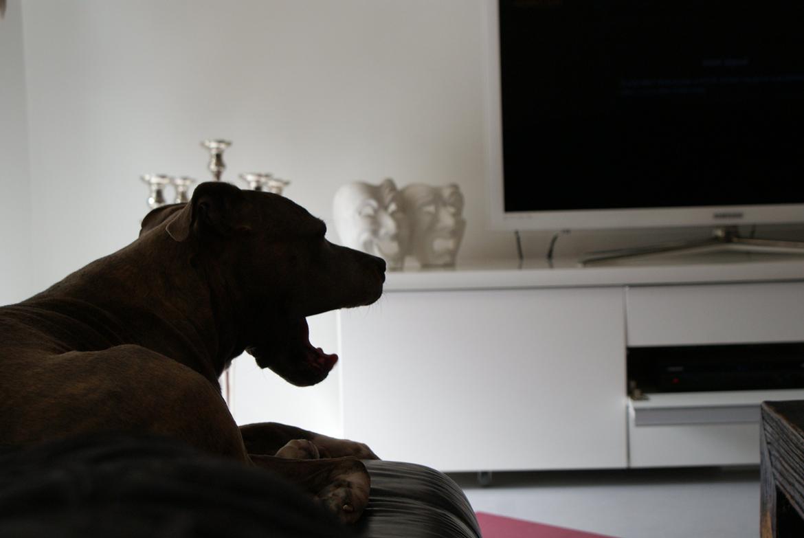 Amerikansk staffordshire terrier Chica billede 18