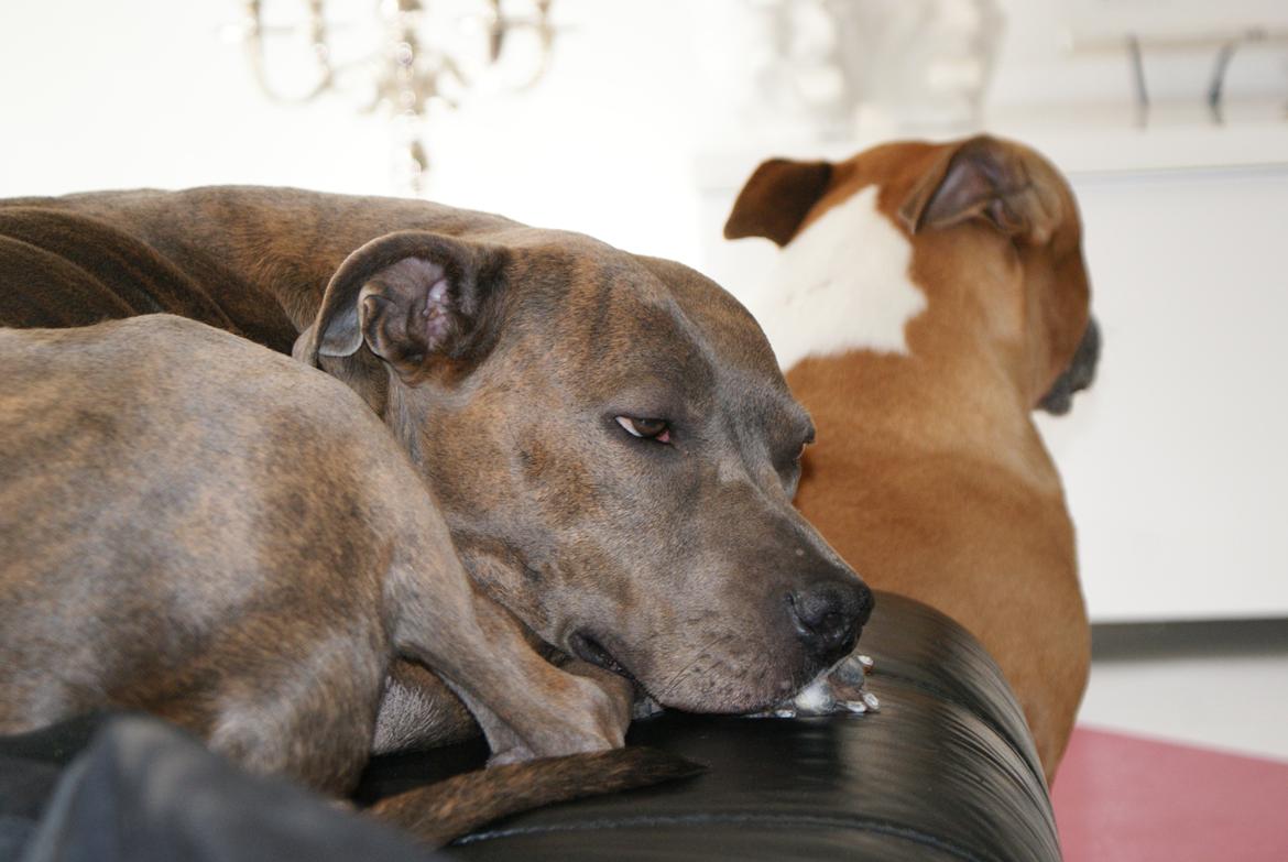 Amerikansk staffordshire terrier Chica billede 19