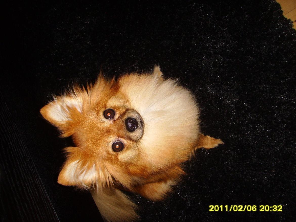 Pomeranian Coco billede 4