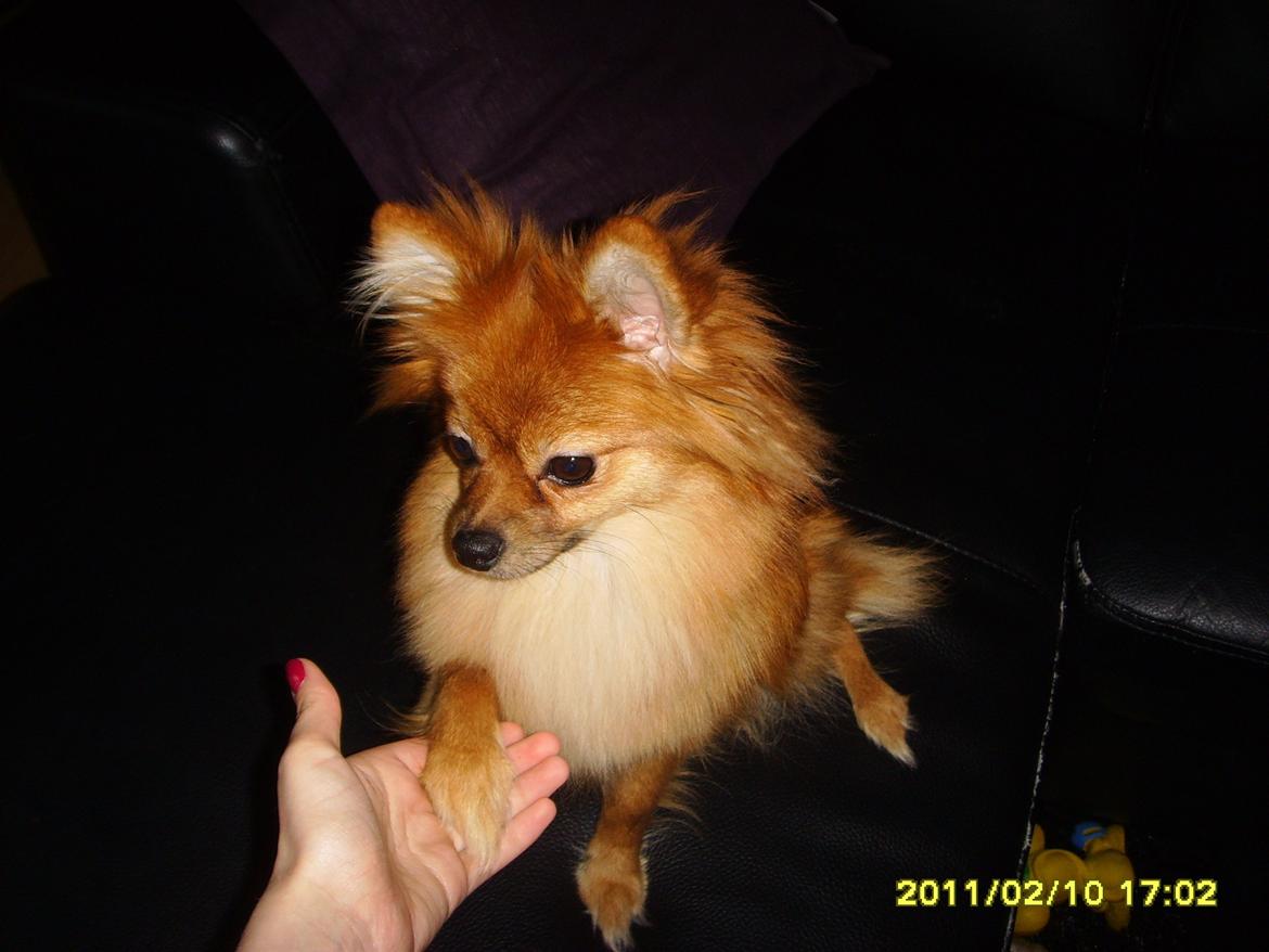 Pomeranian Coco billede 17