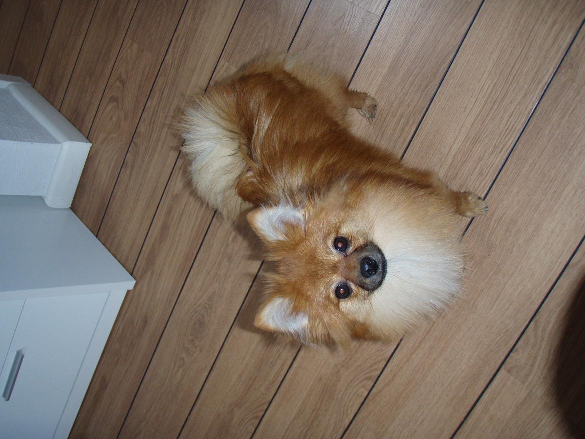 Pomeranian Coco billede 5