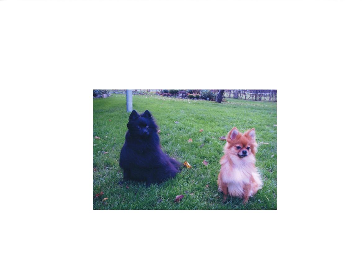 Pomeranian Coco billede 6