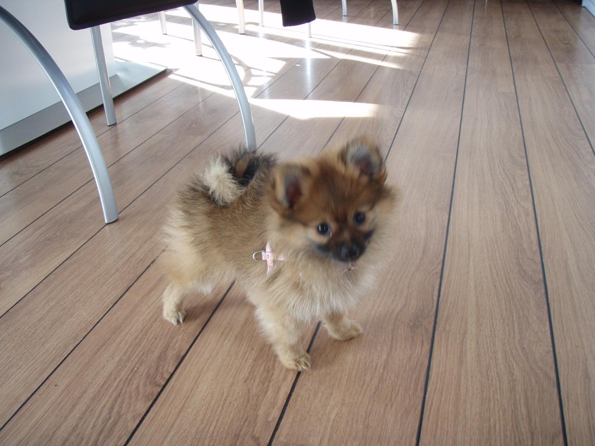 Pomeranian Coco billede 12