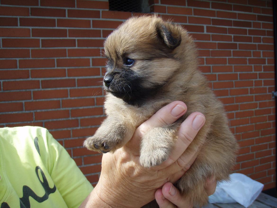 Pomeranian Coco billede 13