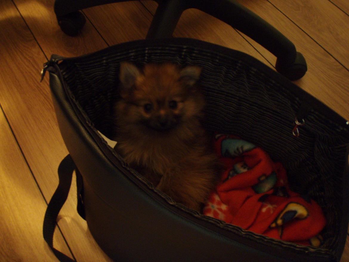 Pomeranian Coco billede 14