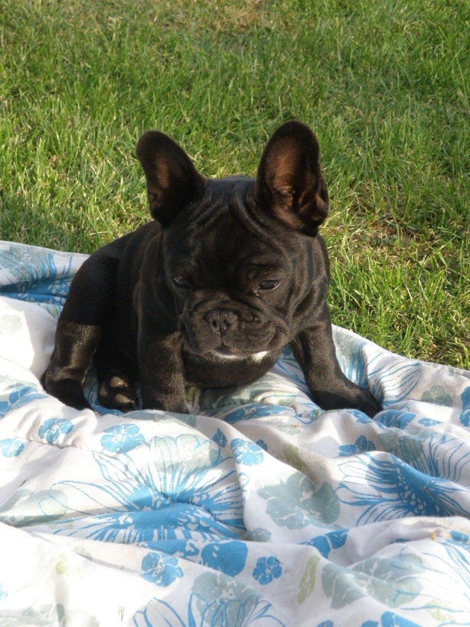 Fransk bulldog Abby billede 1