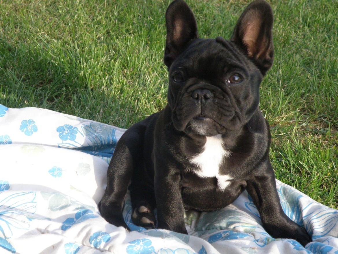 Fransk bulldog Abby billede 2