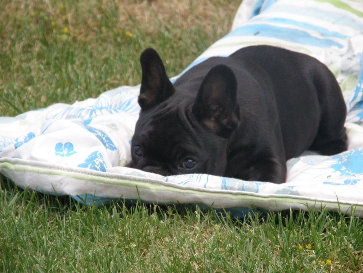 Fransk bulldog Abby billede 3