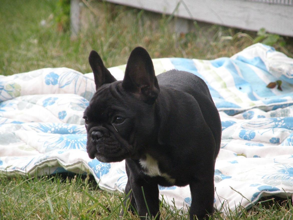 Fransk bulldog Abby billede 4