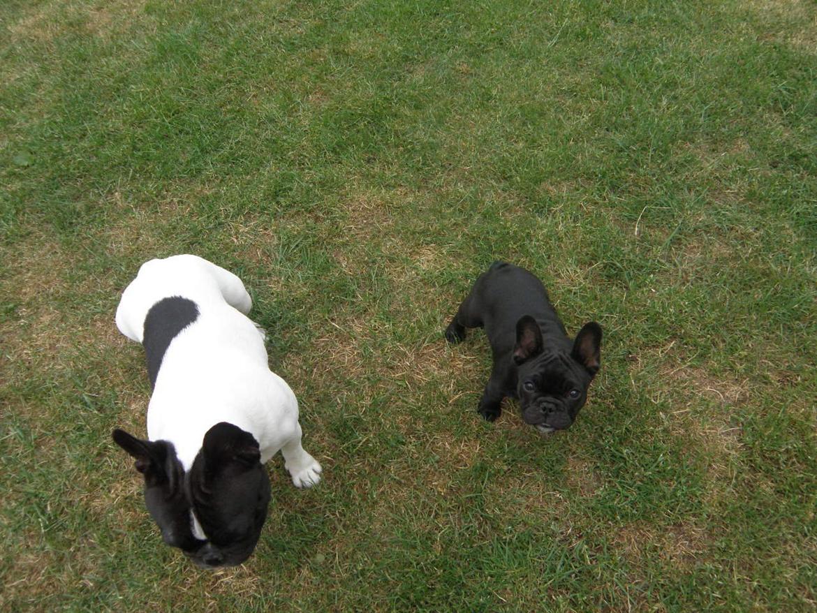 Fransk bulldog Abby billede 5