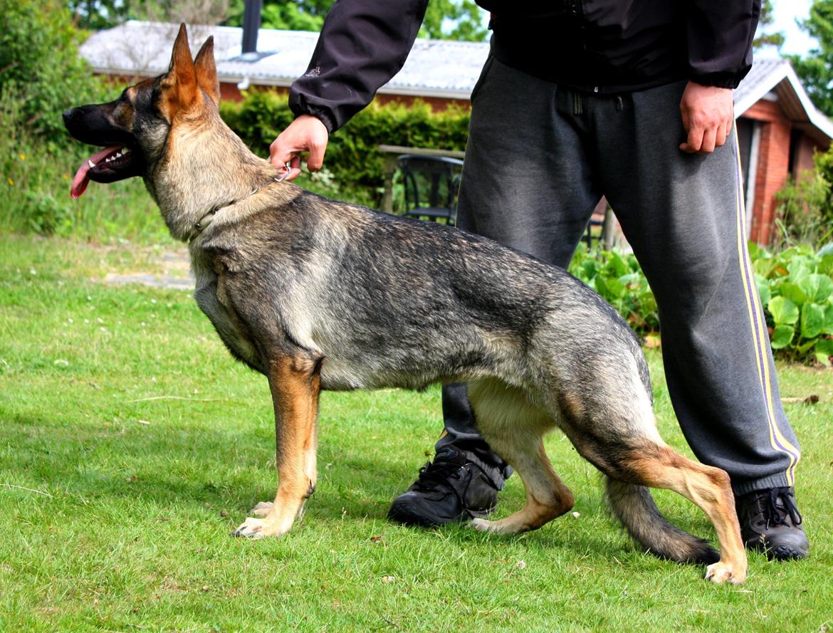 Schæferhund Chaquin Gaya billede 1