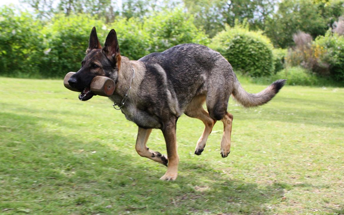 Schæferhund Chaquin Gaya billede 2