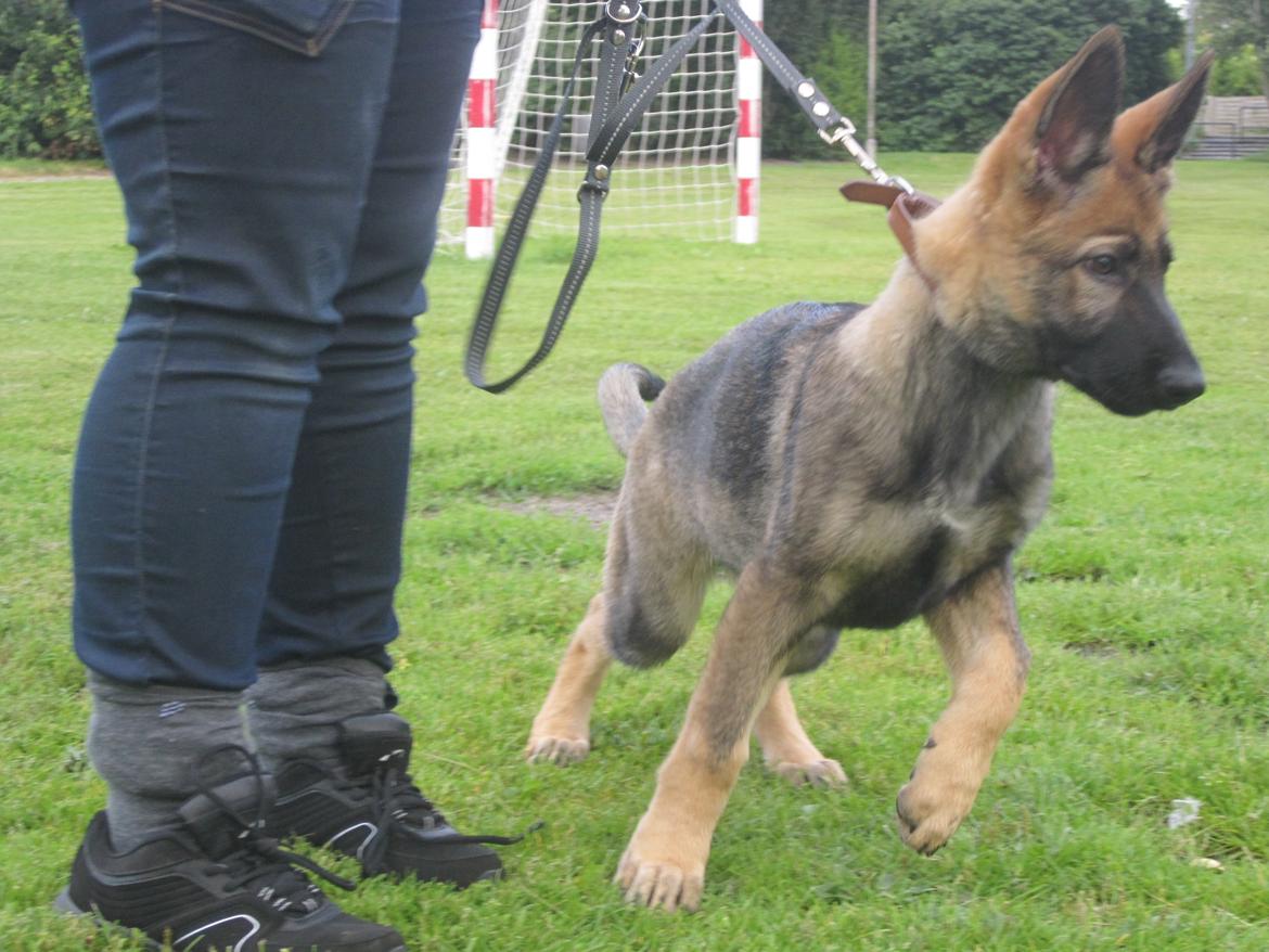 Schæferhund Chaquin Gaya billede 3