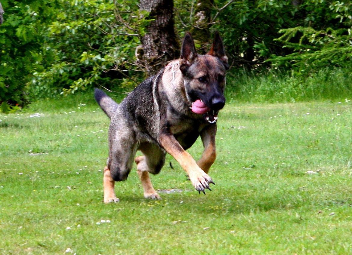 Schæferhund Chaquin Gaya billede 4