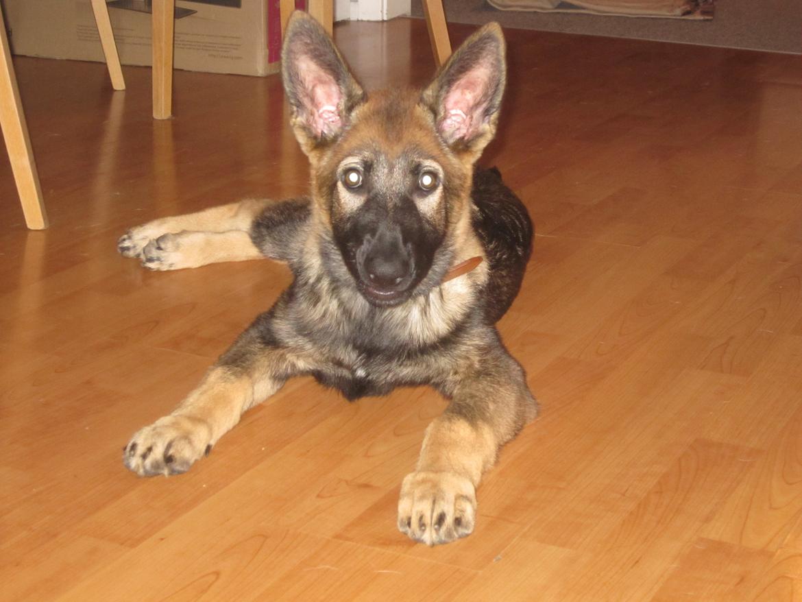 Schæferhund Chaquin Gaya billede 5