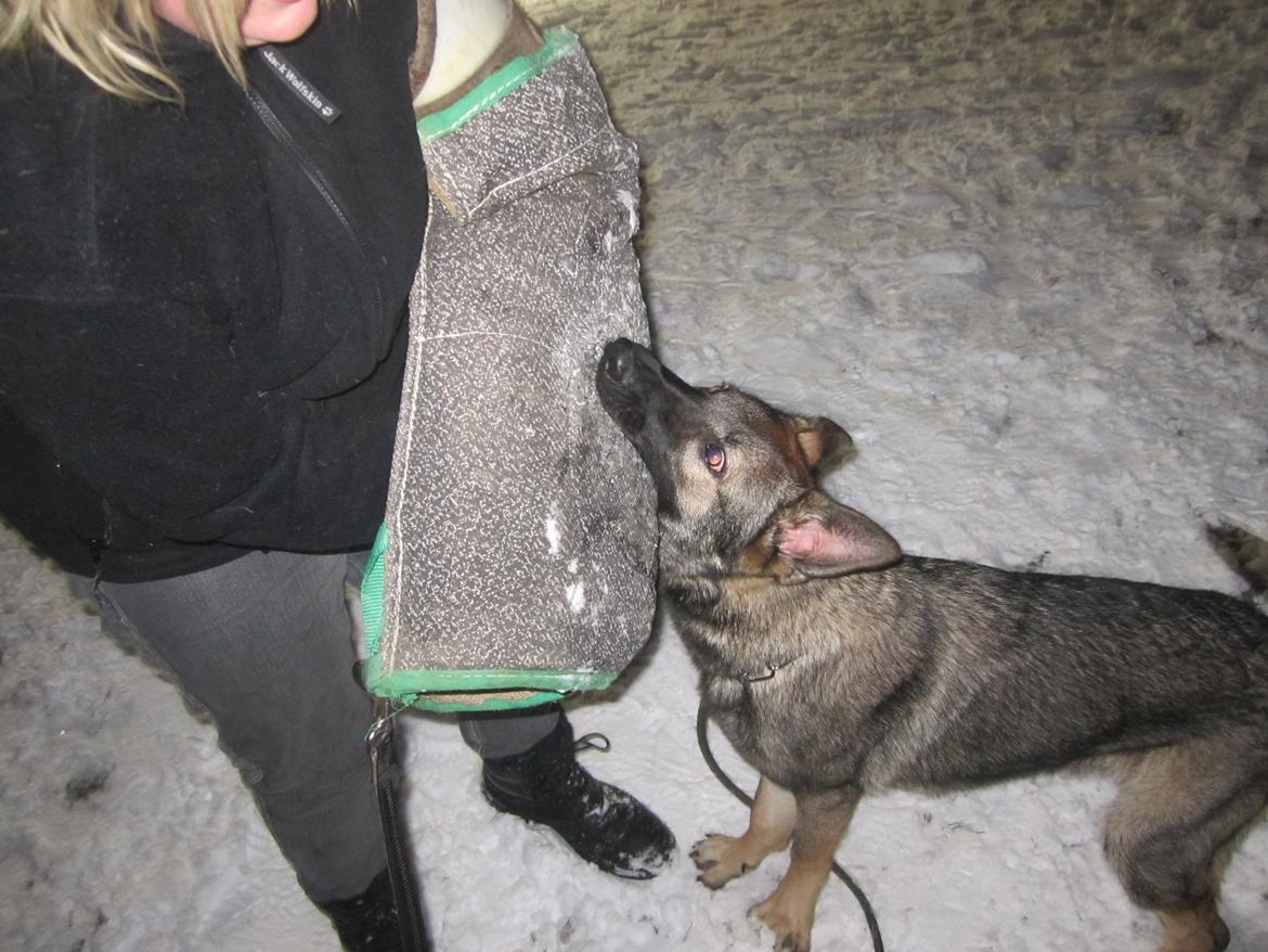 Schæferhund Chaquin Gaya billede 7