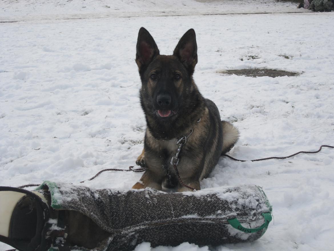 Schæferhund Chaquin Gaya billede 8