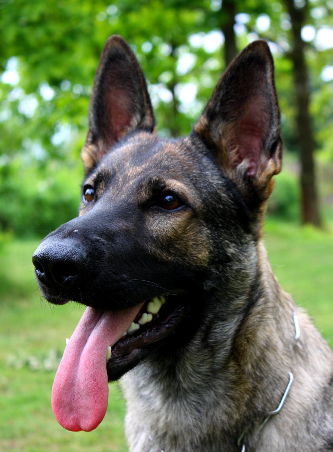 Schæferhund Chaquin Gaya billede 9