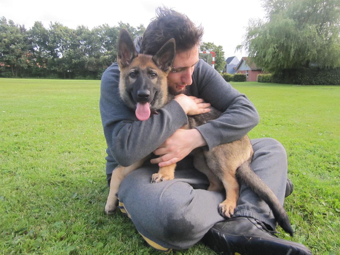 Schæferhund Chaquin Gaya billede 10